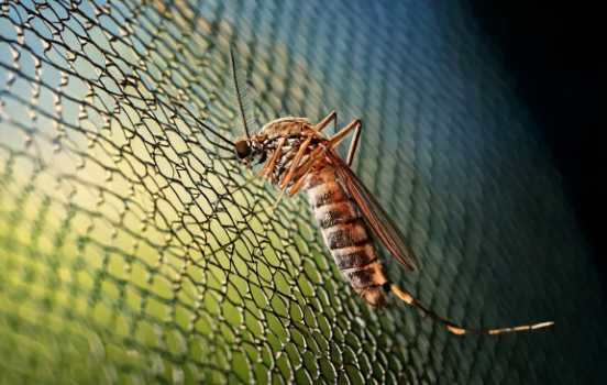 Insektenschutz